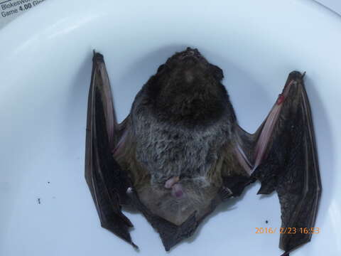 Image of Gould's Wattled Bat