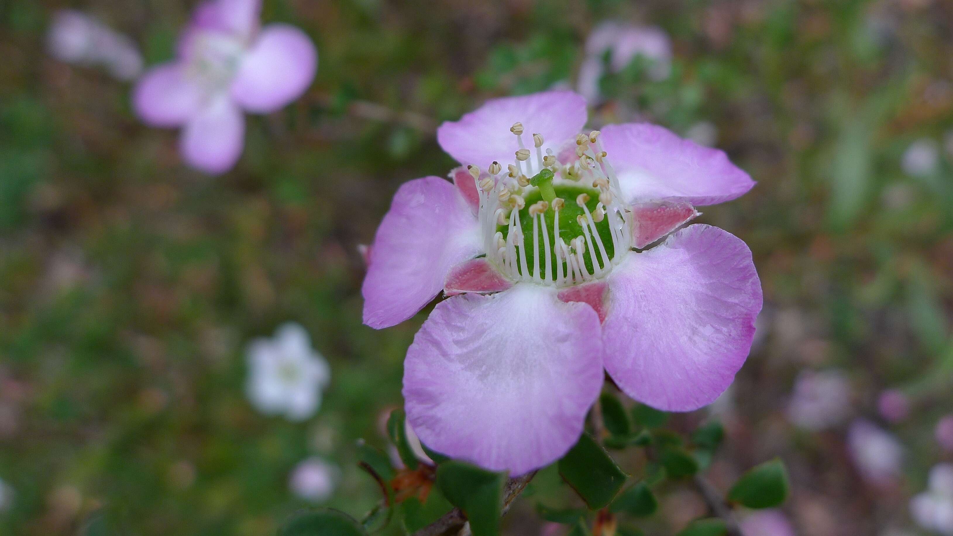 Sivun Leptospermum rotundifolium (Maiden & Betche) F. A. Rodway kuva