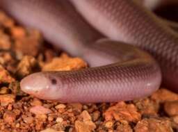 Image of Interior Blind Snake