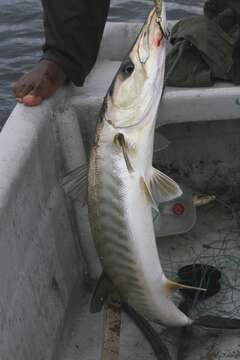 Image of barracudas