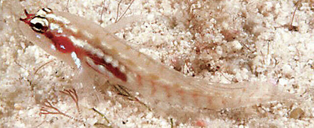 Image of Adorned dwarfgoby