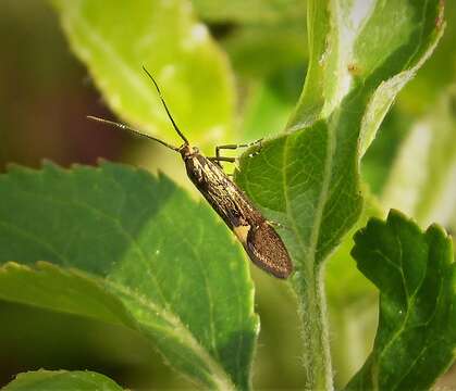 Image of Esperia sulphurella