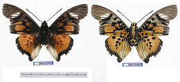 Plancia ëd Charaxes acraeoides Druce 1908