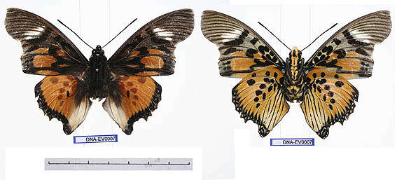 Plancia ëd Charaxes acraeoides Druce 1908