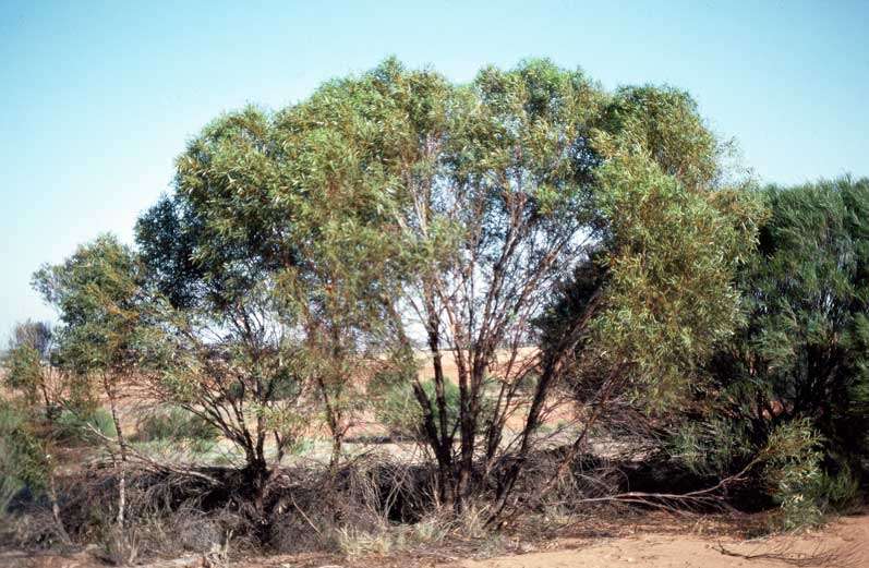 Image of Eucalyptus brevipes M. I. H. Brooker