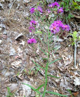 Plancia ëd Vernonia texana (A. Gray) Small