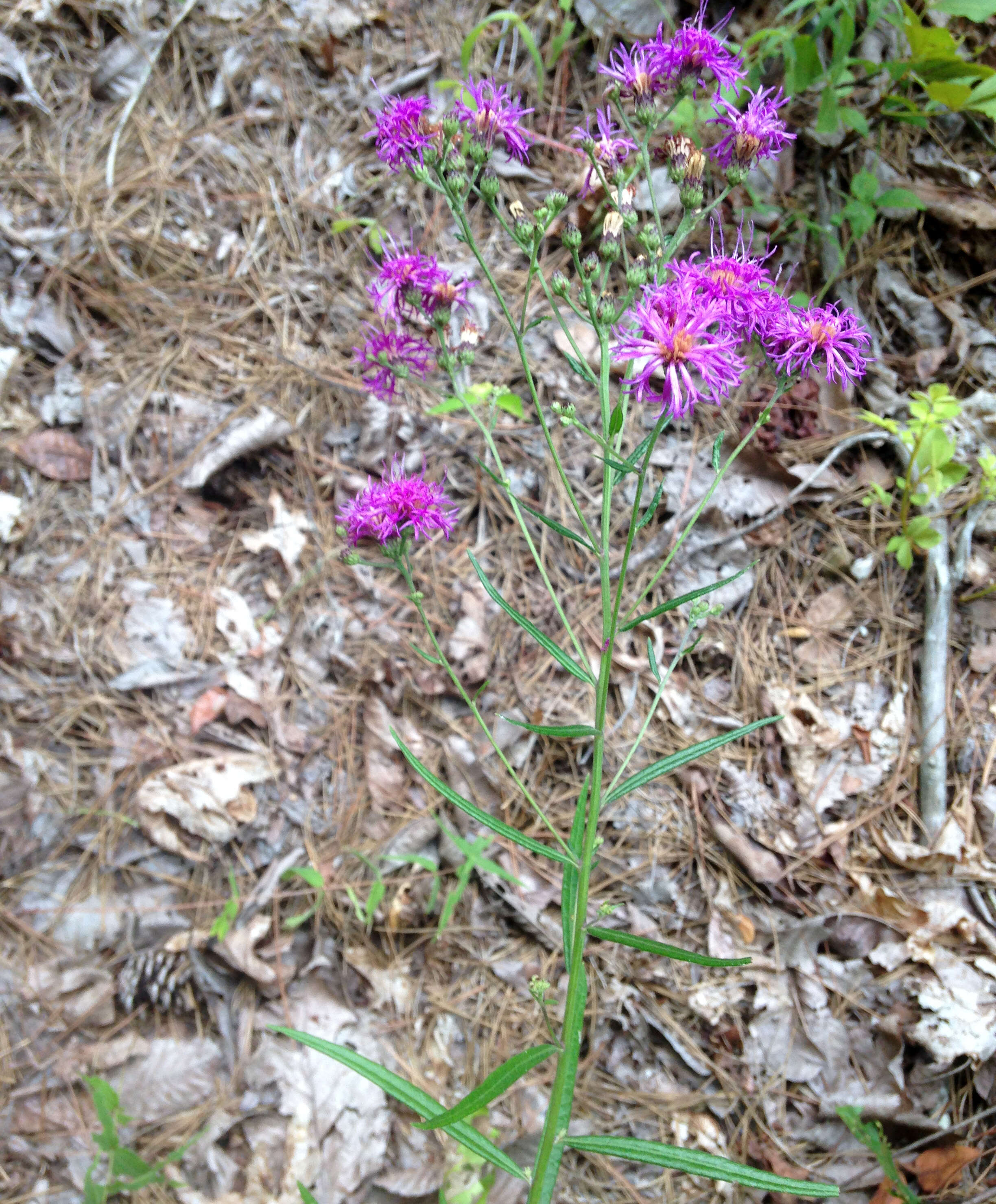 Plancia ëd Vernonia texana (A. Gray) Small