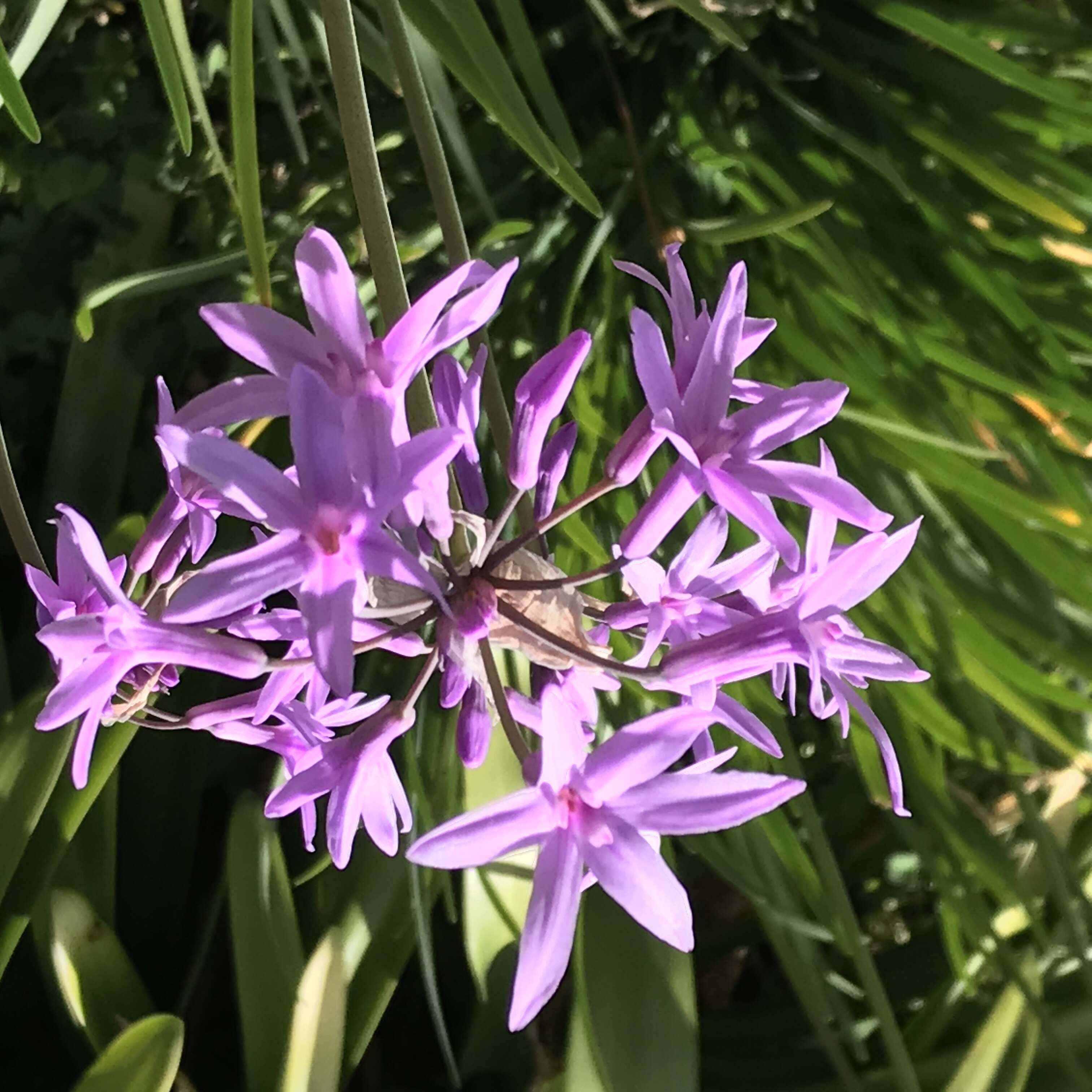 Image of Tulbaghia