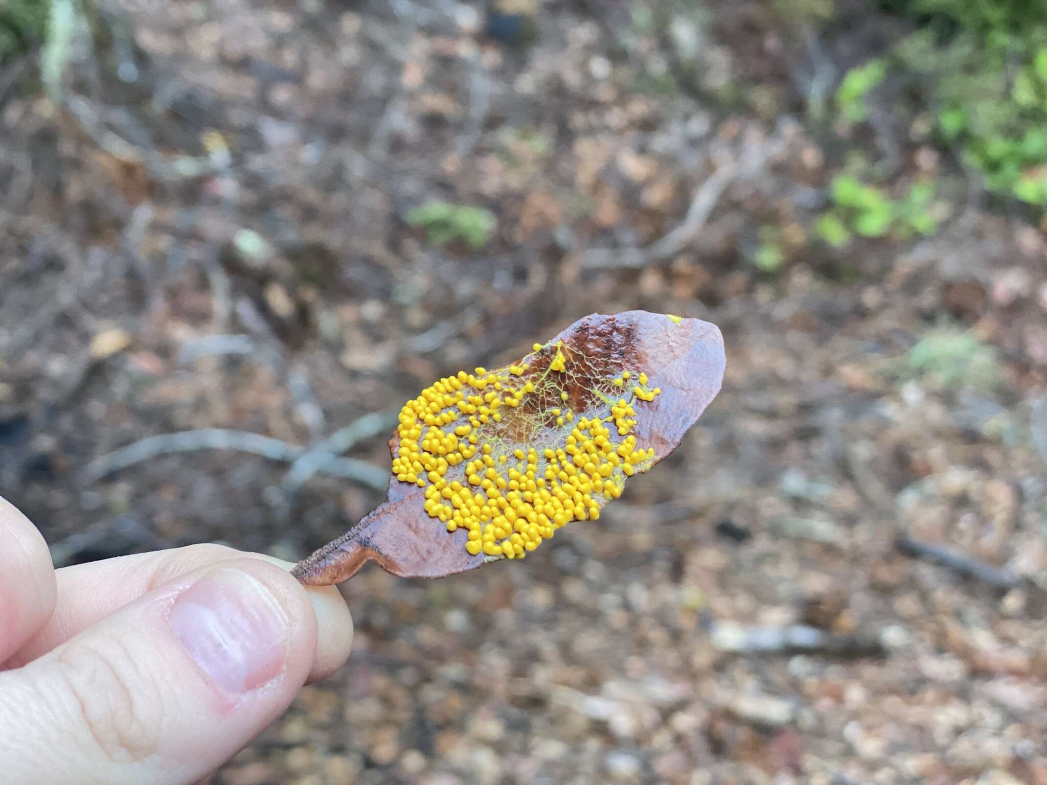 Image of Egg-shell Slime Mould