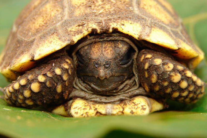 Image of Yellow-footed Tortoise