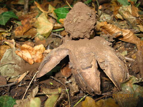 Image de Geastrum melanocephalum (Czern.) V. J. Staněk 1956