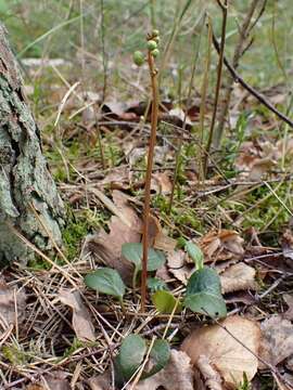 Image of greenflowered wintergreen