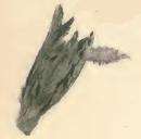 Image of Coleophora millefolii Zeller 1849