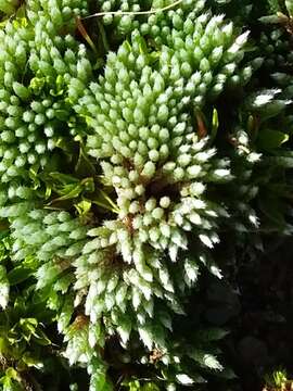 Image of silvergreen bryum moss