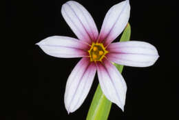 Image of annual blue-eyed grass