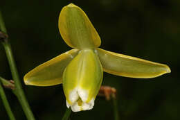 Image de Albuca cooperi Baker