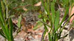 Image of Scaevola ramosissima (Smith) K. Krause