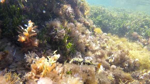 Image of Smooth Toadfish