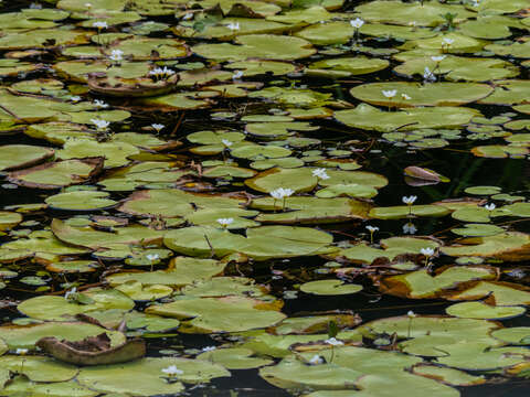 Image of Water-snowflake