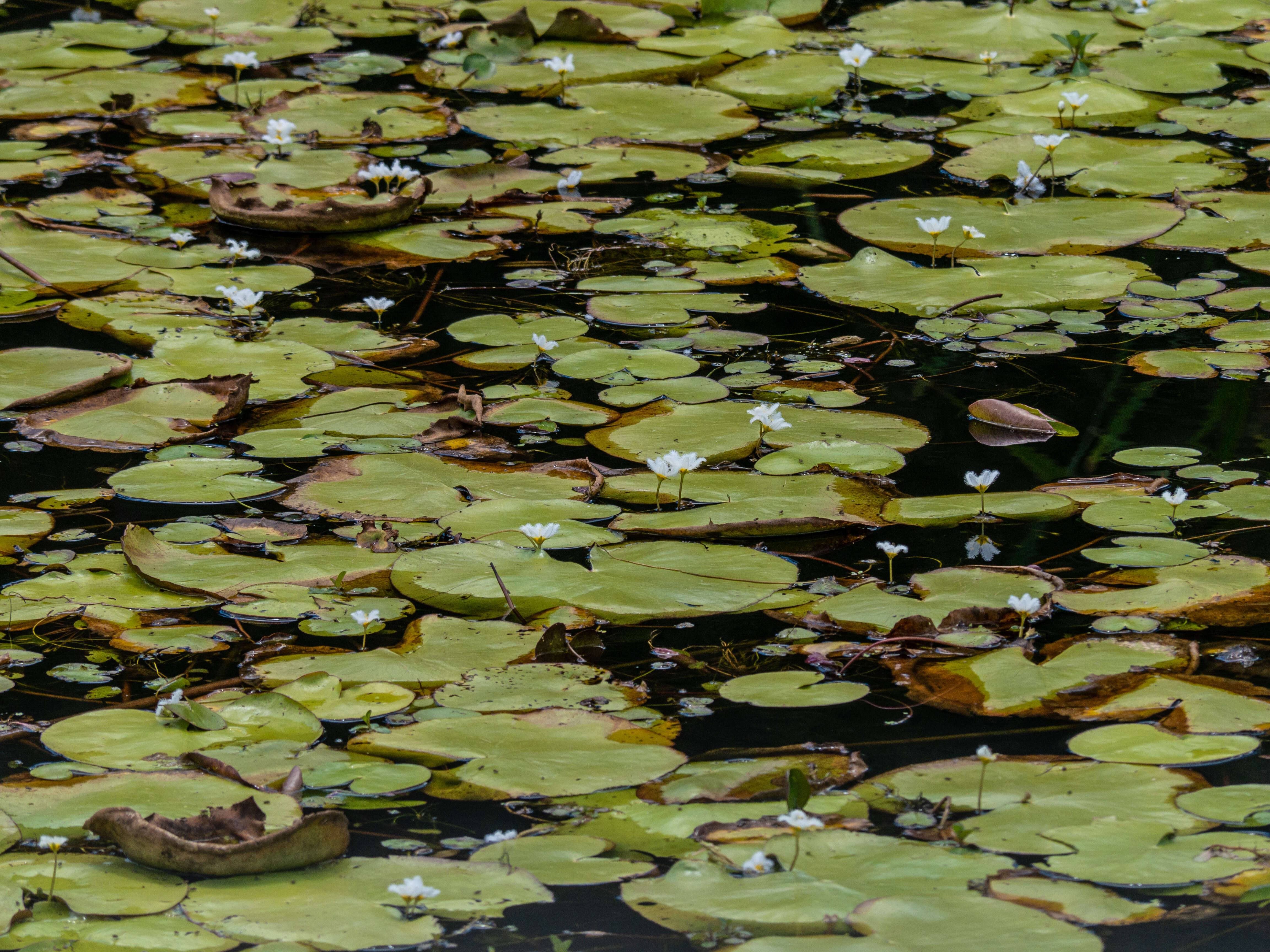 Image de Faux Nénuphar des Indes