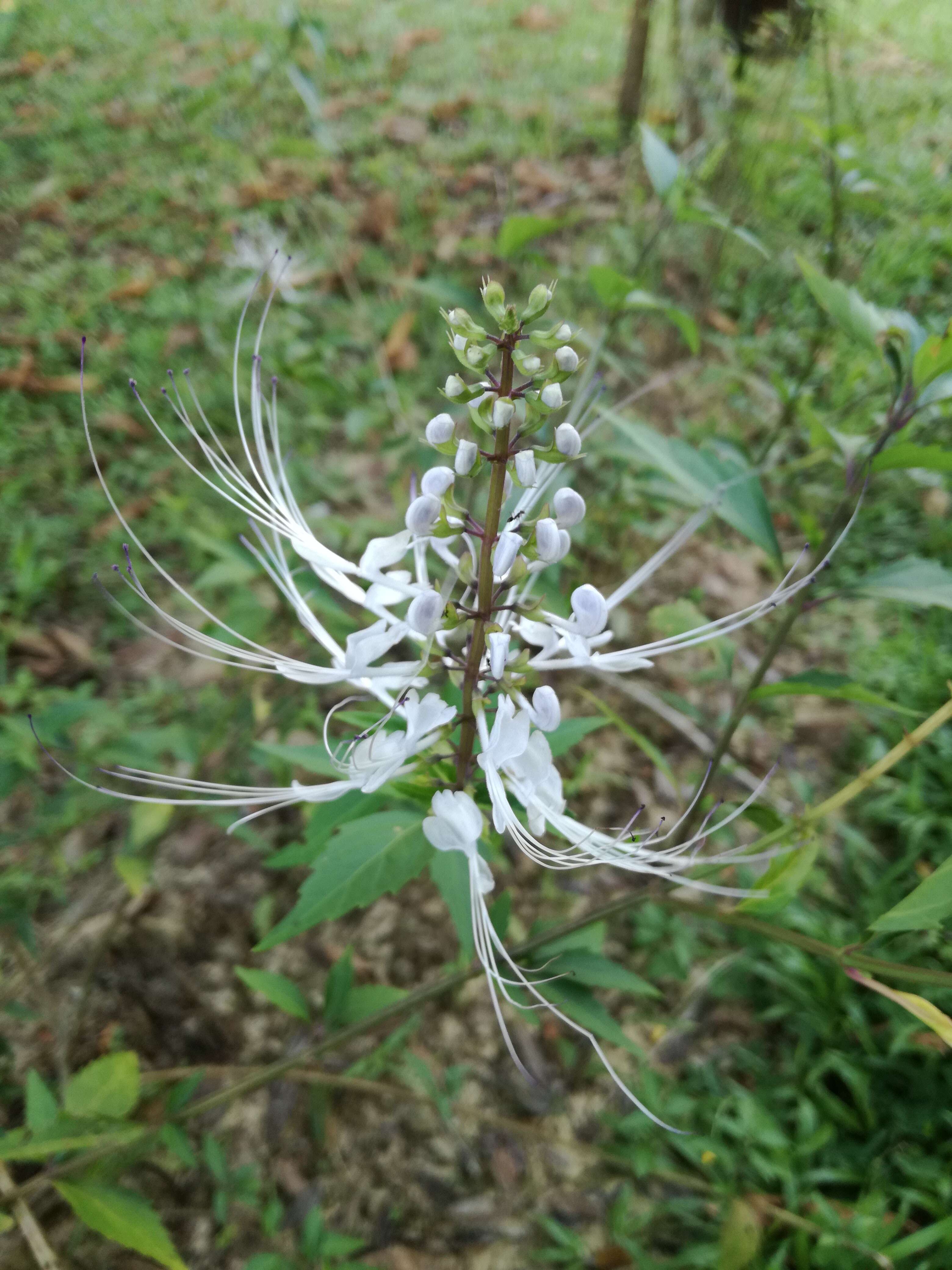 Image of Orthosiphon aristatus var. aristatus