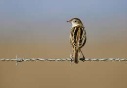 Image of Fan-tailed Cisticola