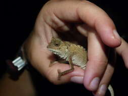 Image of Brookesia antakarana