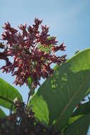 Imagem de Asclepias syriaca L.