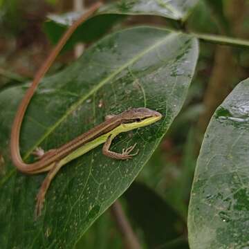 Image of Asian Grass Lizard