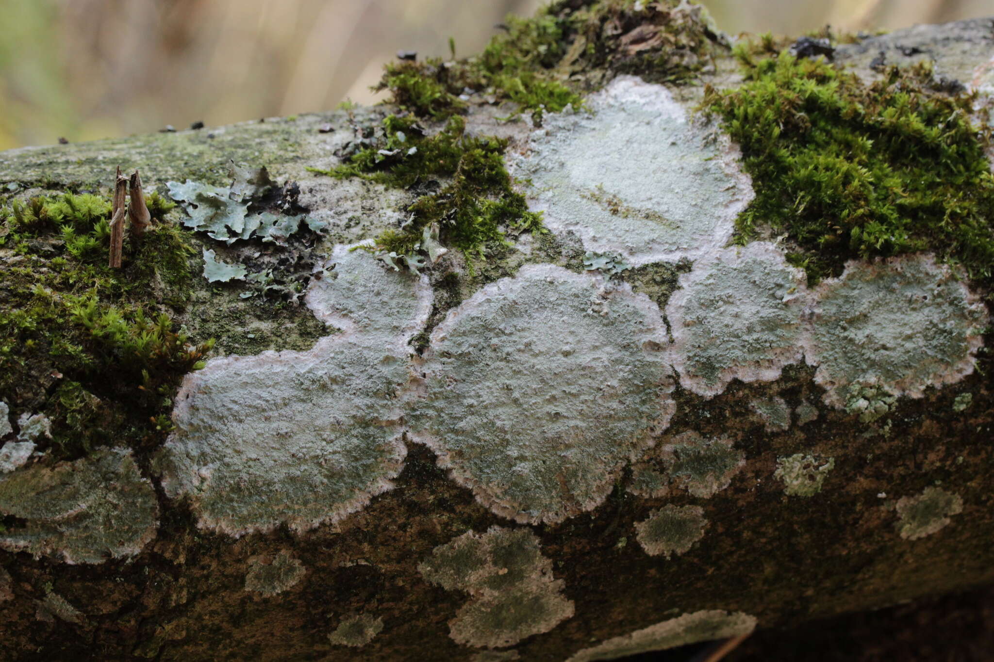 Image of blemished lichen