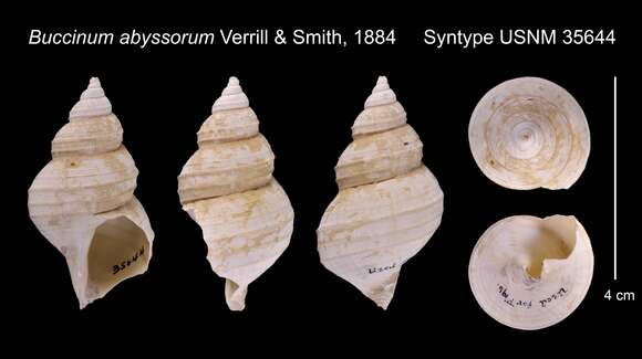 Buccinum abyssorum Verrill & S. Smith resmi