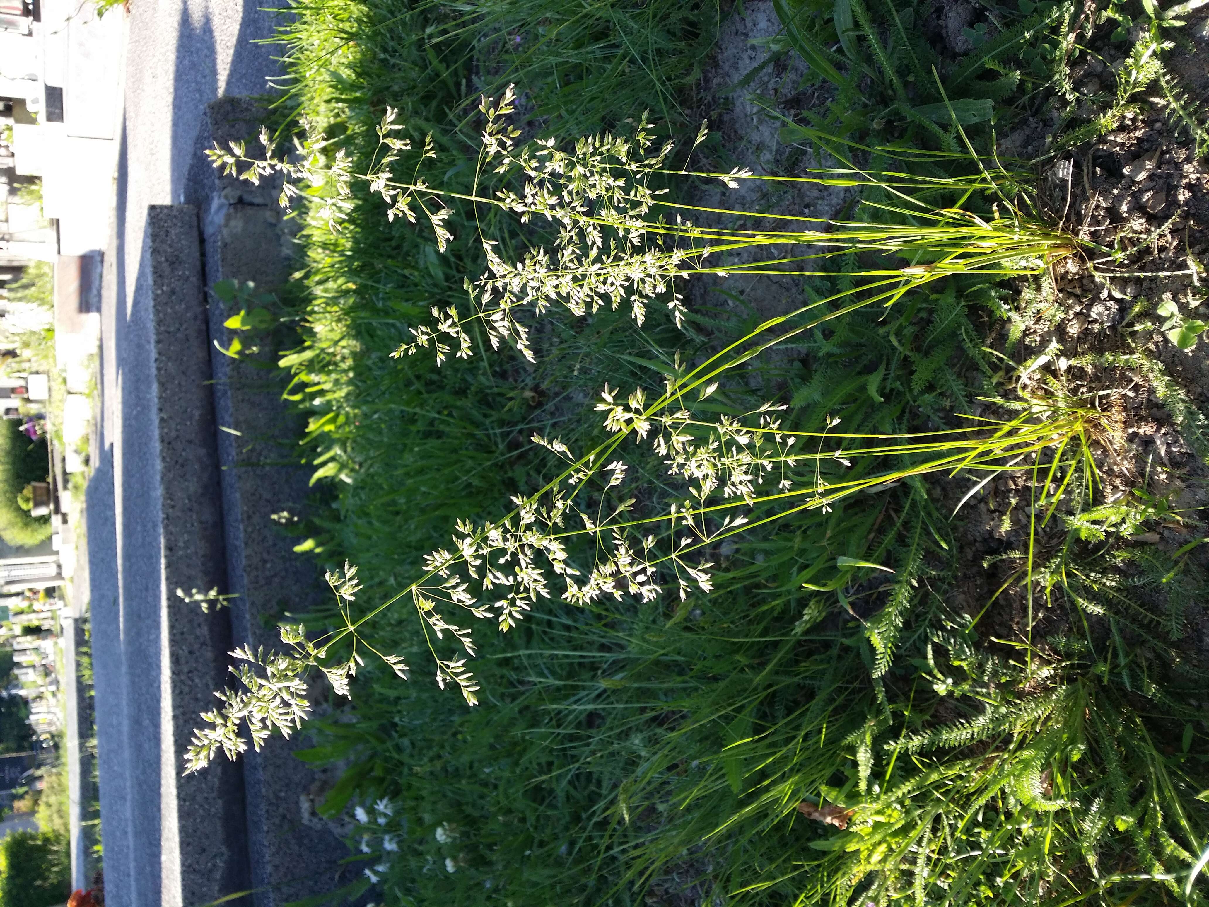 Image of narrow-leaved meadow-grass