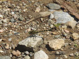 Image of Green-eyed Hooktail