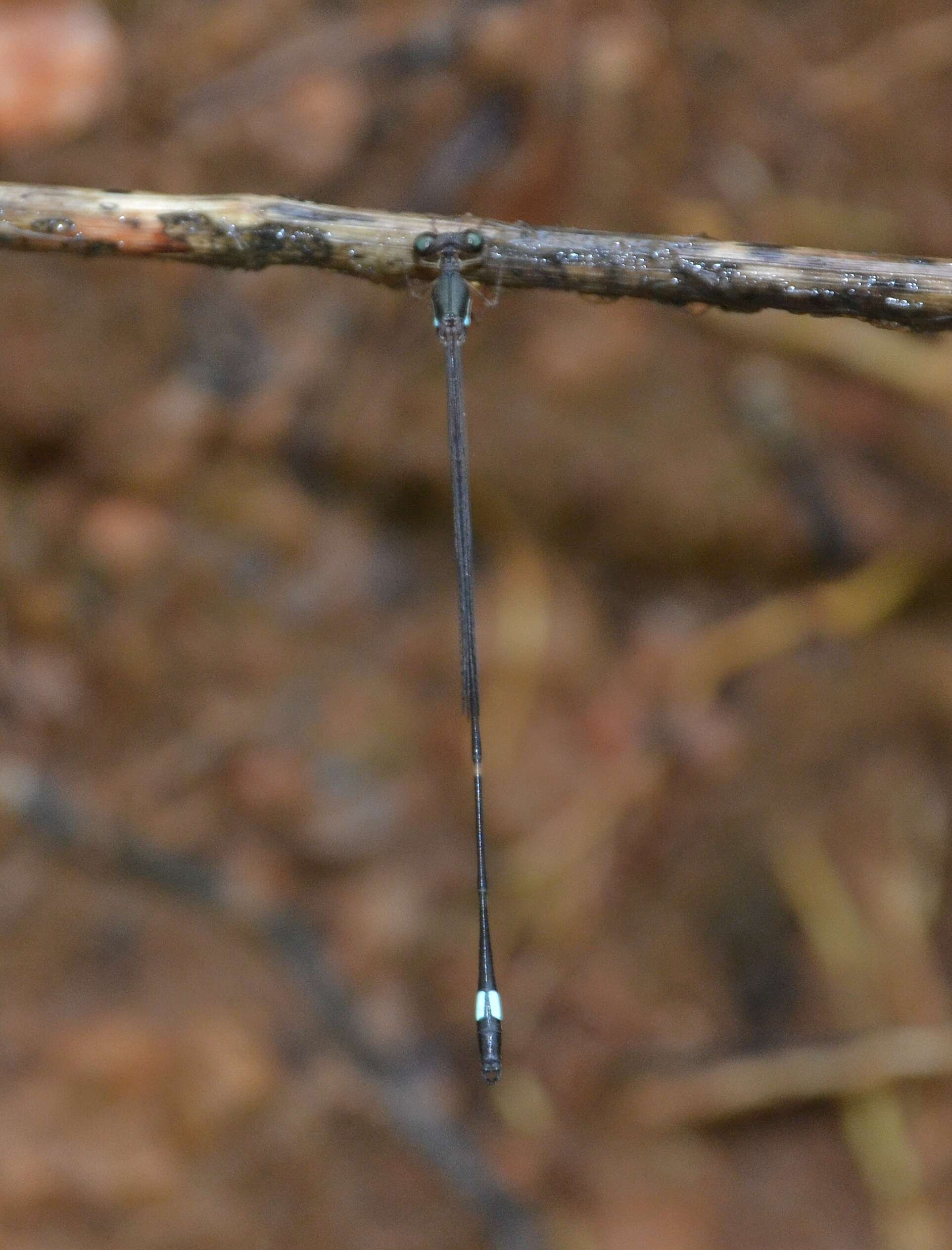 Image of Protosticta sanguinostigma Fraser 1922