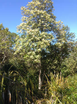 Image of Quintinia serrata A. Cunn.