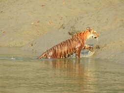 Image of Tiger