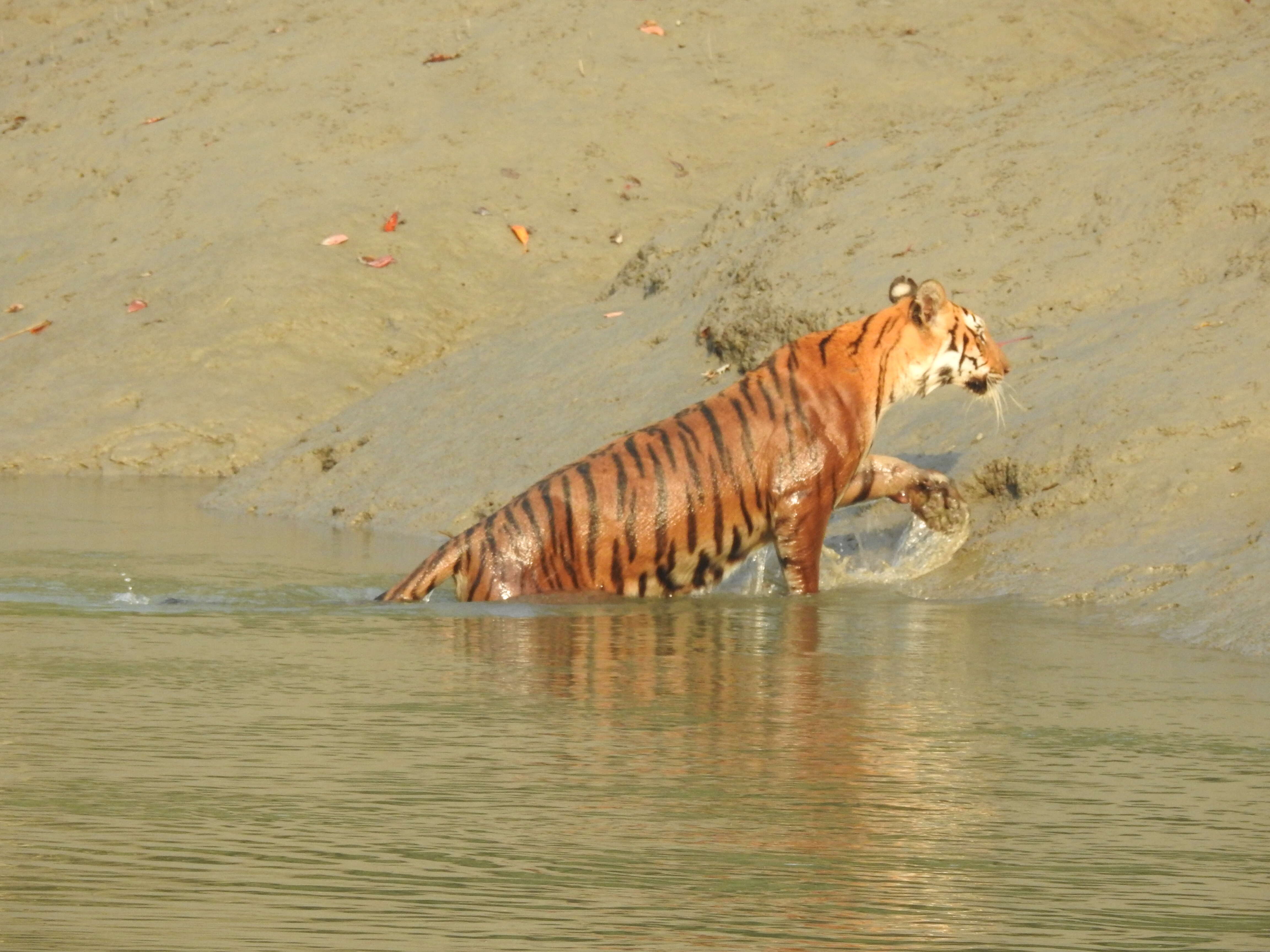 Image of Tiger