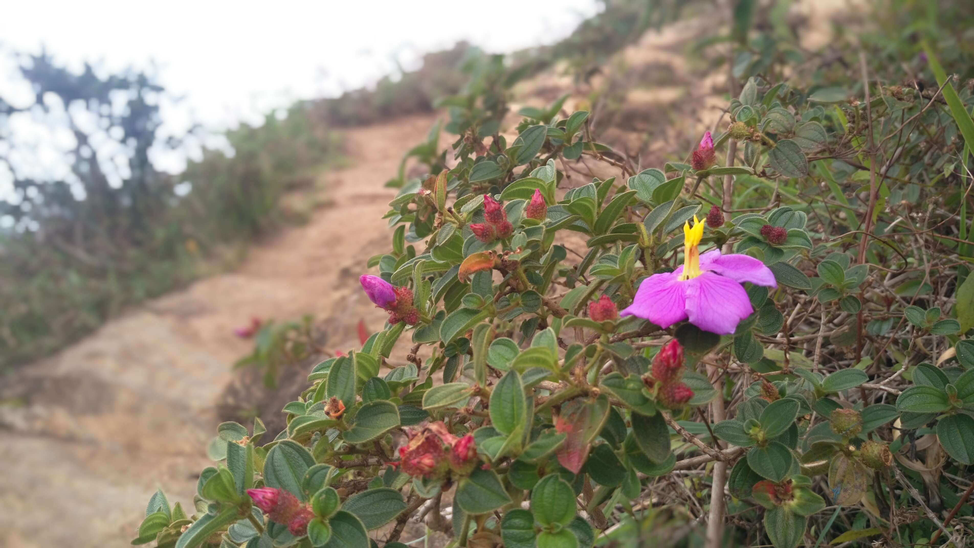 Osbeckia octandra (L.) DC.的圖片