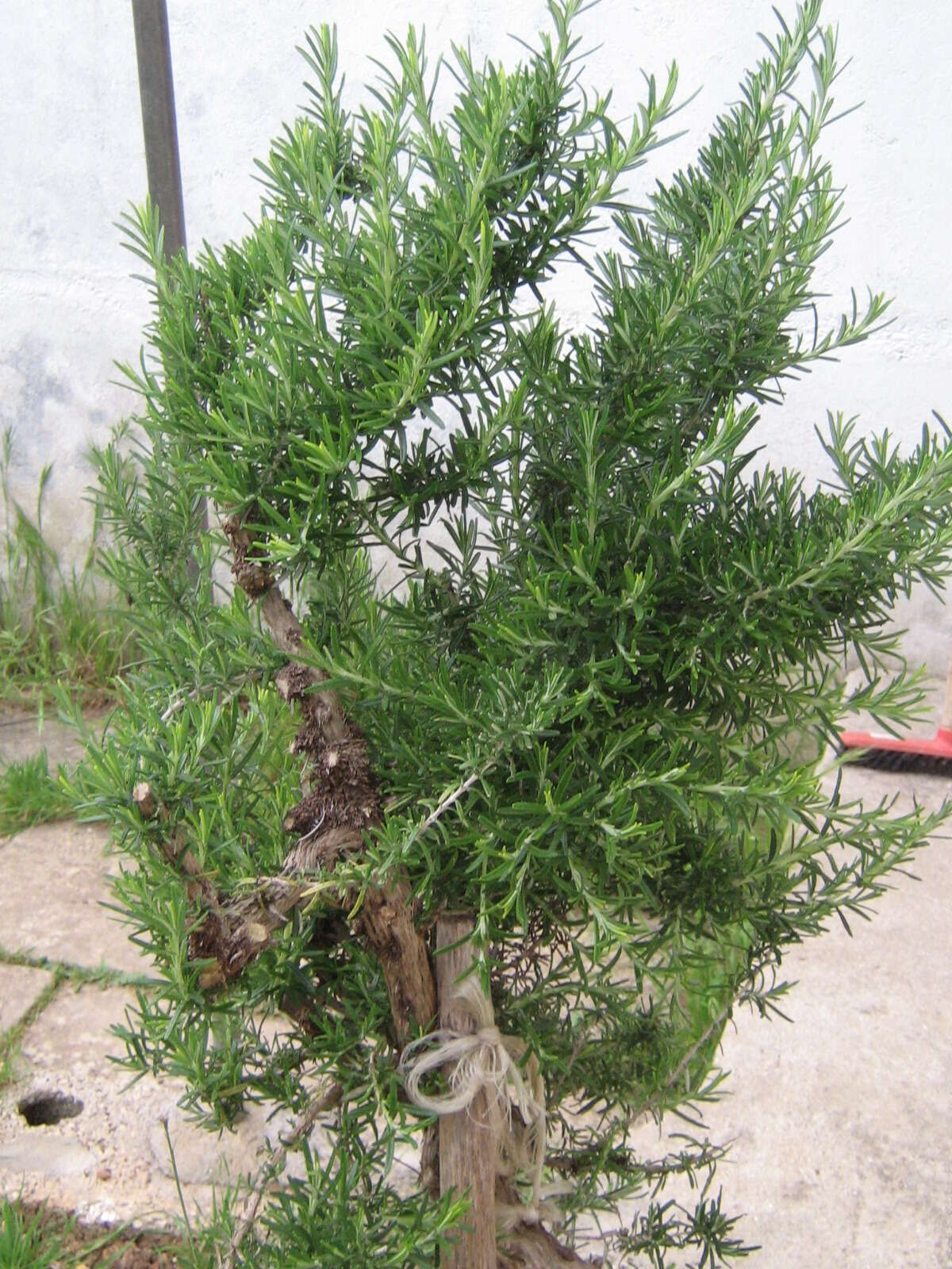 Image of Rosemary