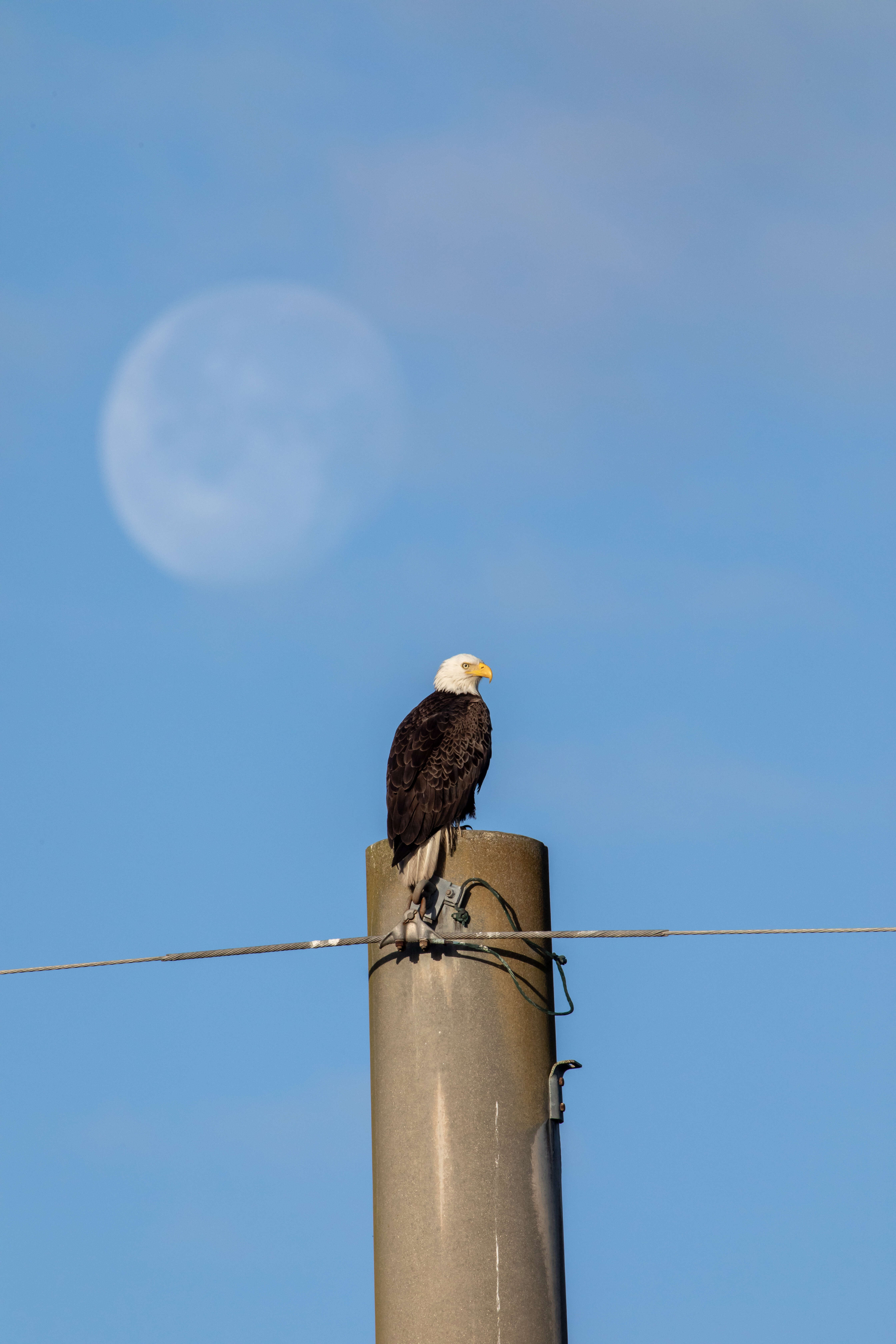 Image of Bald Eagle