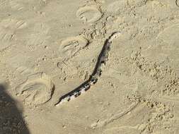 Image of Saddled Snake Eel