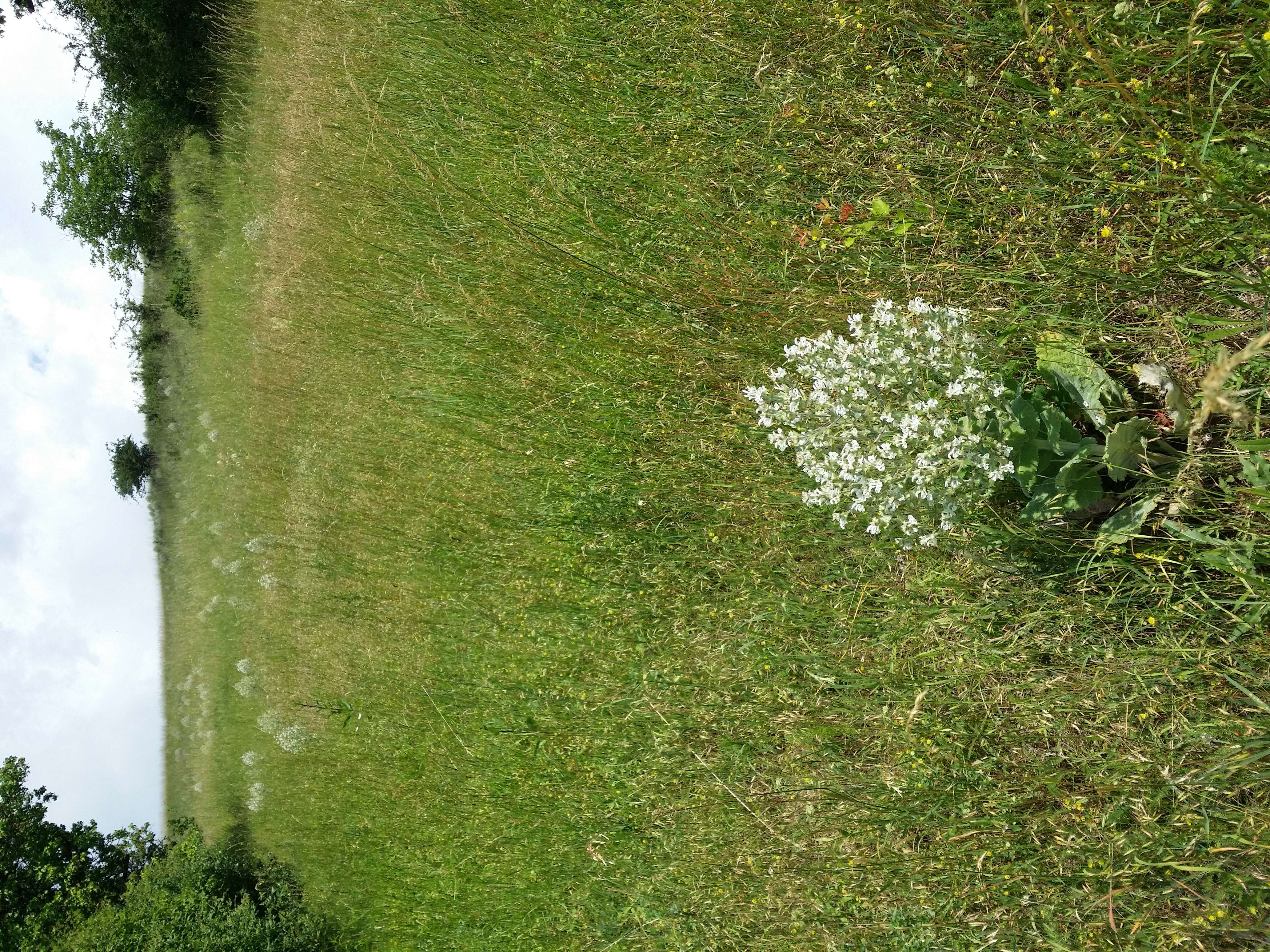 Sivun Salvia aethiopis L. kuva