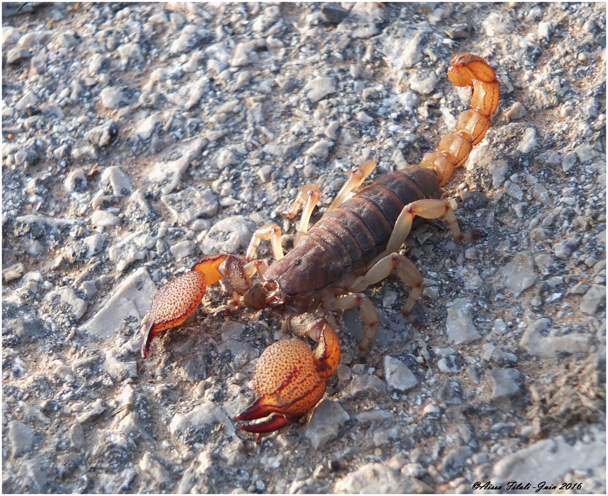 Image of Scorpio maurus Linnaeus 1758