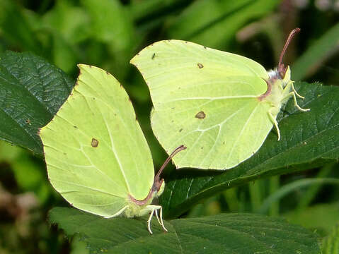 Imagem de Gonepteryx rhamni (Linnaeus 1758)