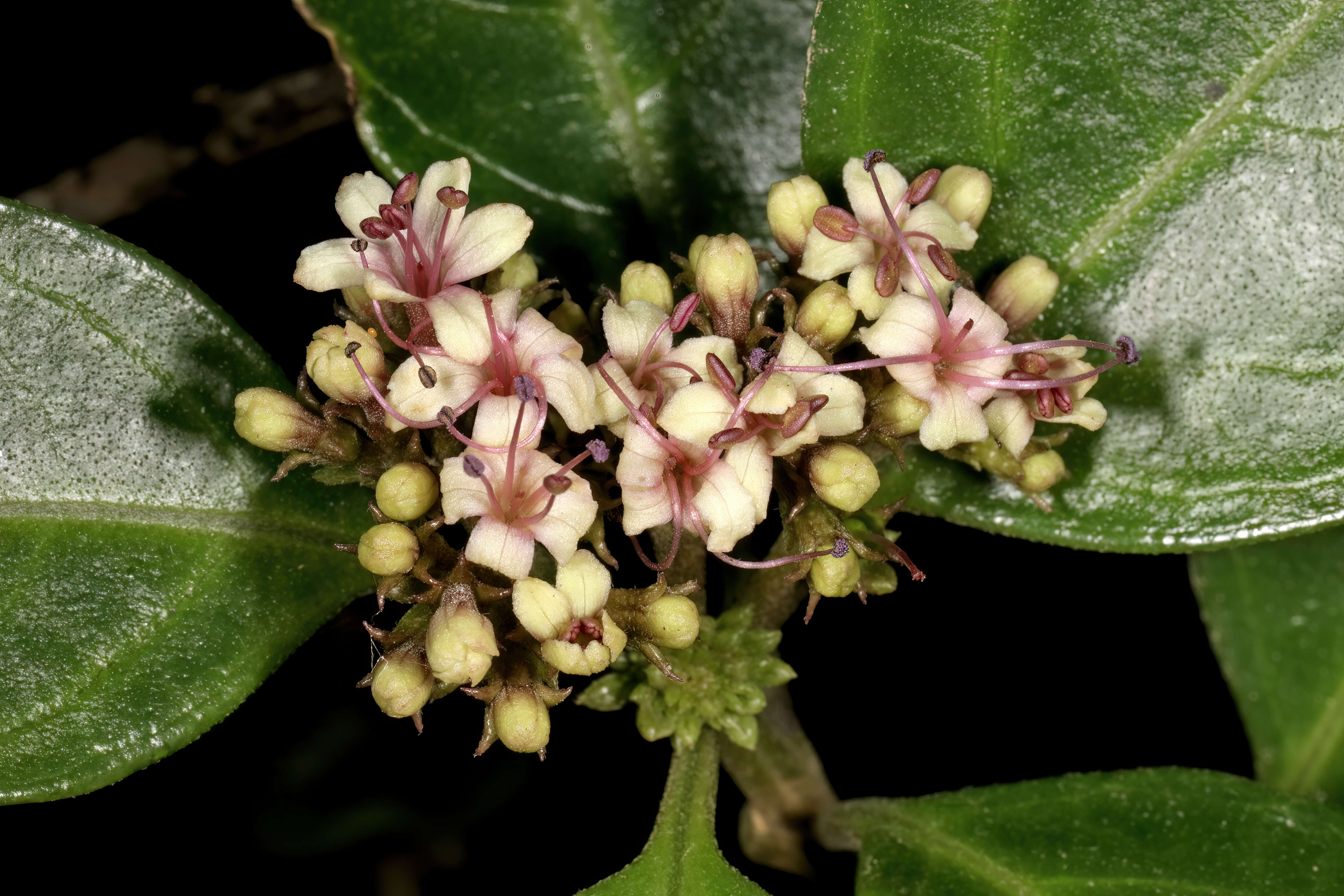 Imagem de Volkameria glabra (E. Mey.) Mabb. & Y. W. Yuan