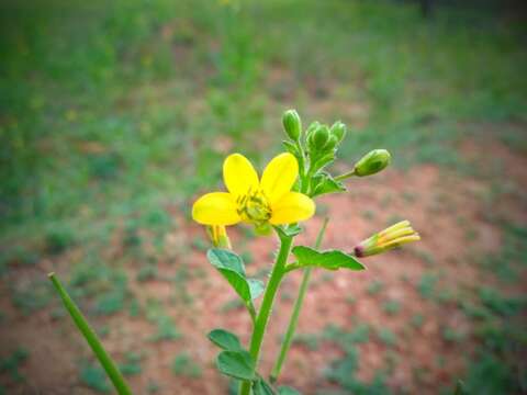 Image of spiderflower