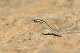 Image of Psammophis lineolatus (Brandt 1838)