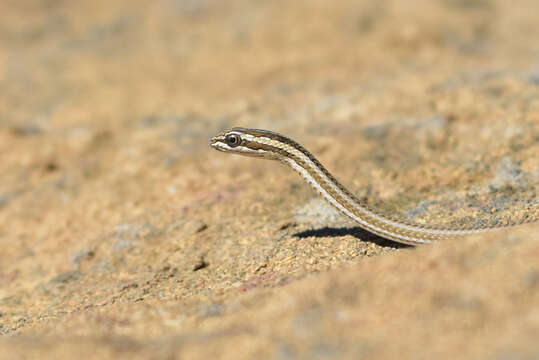 Слика од Psammophis lineolatus (Brandt 1838)