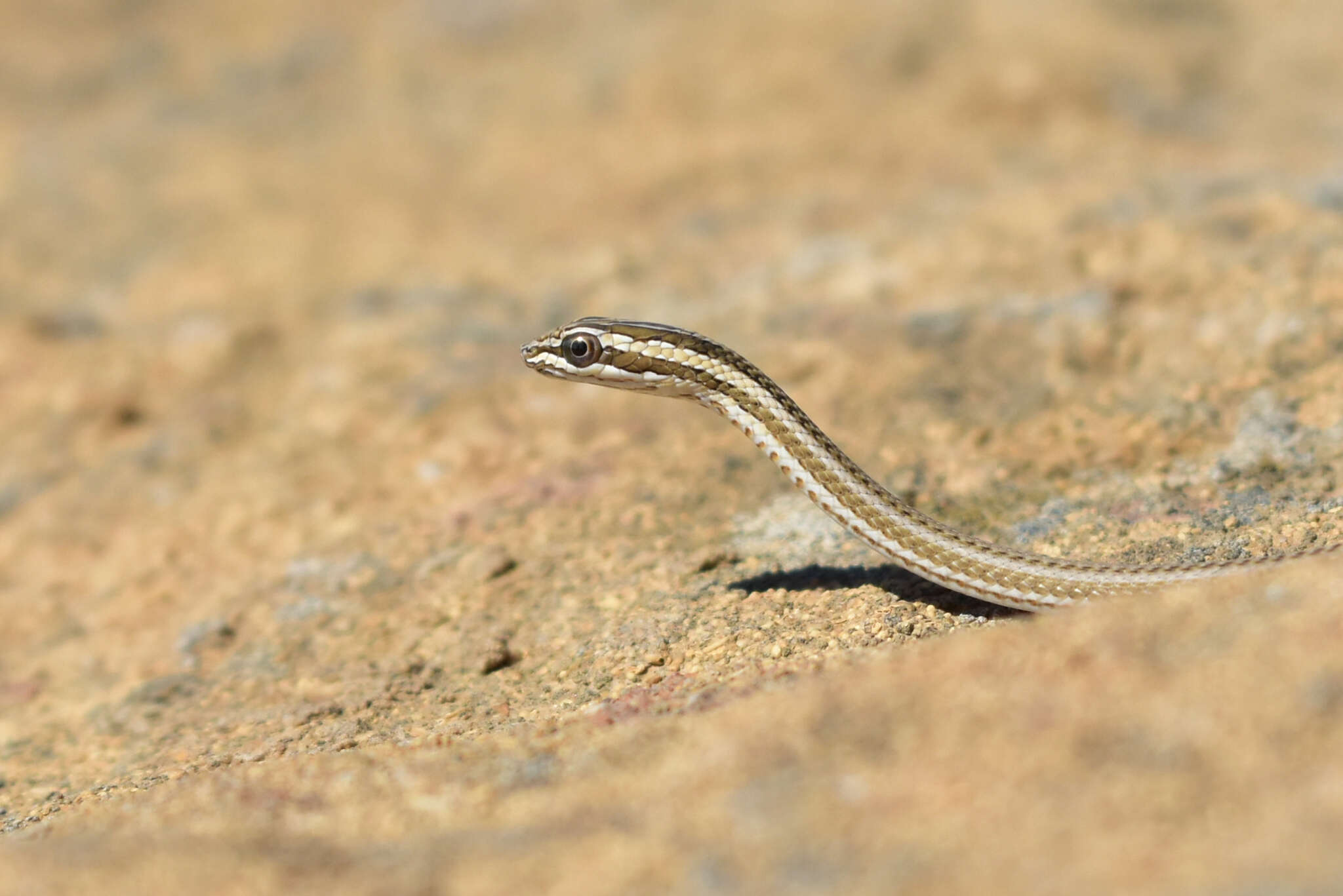 Image of Psammophis lineolatus (Brandt 1838)