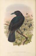 Lycocorax obiensis的圖片